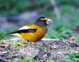 Grosbeak, Evening