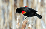 Blackbird, Red-winged