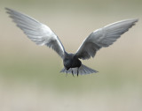 Terns, Black
