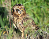 Owls, Short-eared