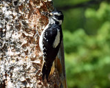 Woodpecker, Hairy