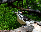 Woodpecker, Hairy