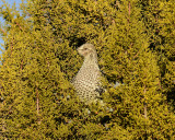 Grouse, Sharp-tailed 