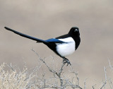 Magpie Black-billed D-106.jpg