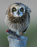 Owl, Short-eared