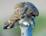 Owl, Short-eared