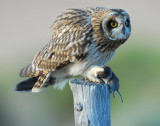 Owl, Short-eared