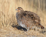 Partridge, Gray