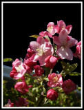 Artistic_Crabapple-Blossums