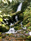 Waterfall behind fallen logs