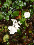White mushrooms in the rain