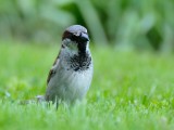 Passer domesticus, House sparrow, Grsparv