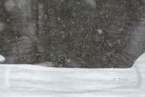 More Snow Than Pond