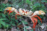 Crabe de terre - Land crab 