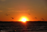 Golands  bec cercl sous le coucher de soleil- Sunset on Ring-billed Gulls