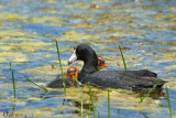 Foulque dAmrique et jeunes - American Coot and babies