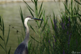 Grand Hron - Great blue Heron