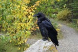 Grand corbeau- Common Raven