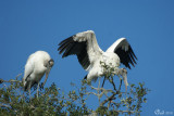 Tantales dAmrique - Wood Storks
