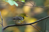 Paruline des pins - Pine Warbler