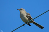 Moqueur polyglotte - Northern Mockingbird