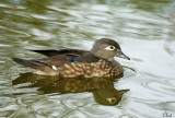 Canard branchu - Wood duck (femelle)