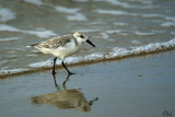 Bcasseau Sanderling - Sanderling