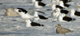 Goland arctique (1er hiver) - Iceland Gull