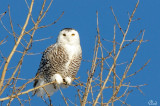 Harfang des neiges - Snowy Owl 