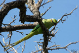 Perruche  collier - Rose-ringed Parakeet