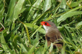 Astrild ondul - Common Waxbill