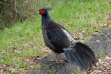 Faisan leucomle - Kalij Pheasant