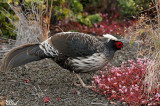 Faisan leucomle - Kalij Pheasant