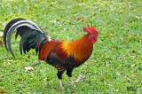 Coq bankiva - Red Junglefowl