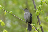 Moqueur chat - Gray Catbird