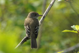 Moucherolle des saules - Willow Flycatcher