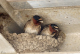 Hirondelles  front blanc - Cliff Swallows