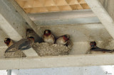 Hirondelles  front blanc - Cliff Swallows