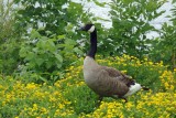 Bernache du Canada - Canada Goose