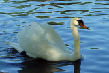 Cygne tubercul - Mute Swan