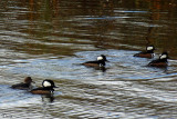 Harles couronn - Hooded Merganser