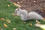 cureuil gris leucique - Leucistic gray squirrel