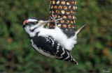Pic Chevelu - Hairy Woodpecker