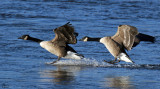 Bernaches du Canada - Canada Geese