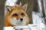 Renard roux - Red Fox
