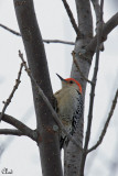 Pic  ventre roux - Red-bellied Woodpecker