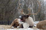 Caribou des bois - Woodland caribou