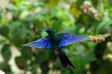 Oiseaux de l'Équateur 2015 Ecuador birds