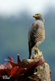 Buse  gros bec - Roadside Hawk