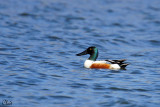 Canard souchet - Northern Shoveler